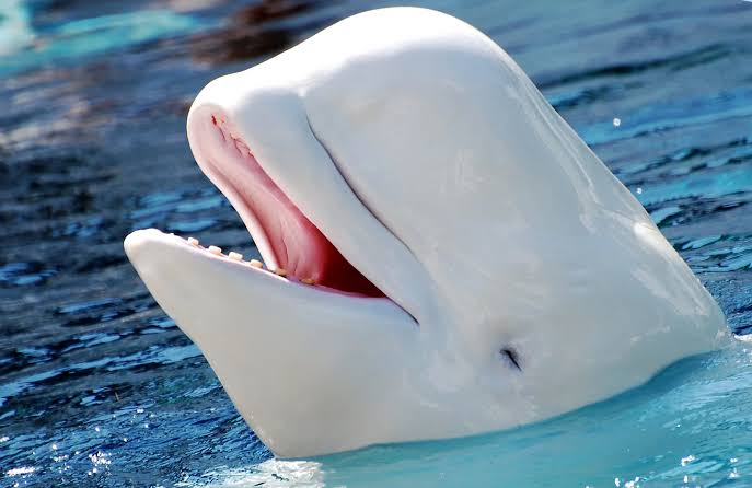 BELUGA