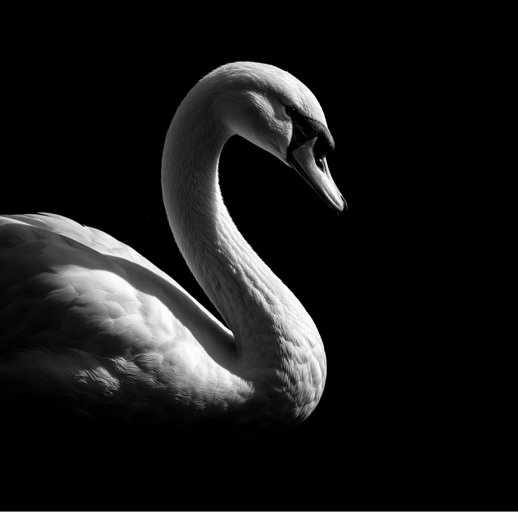 Swan