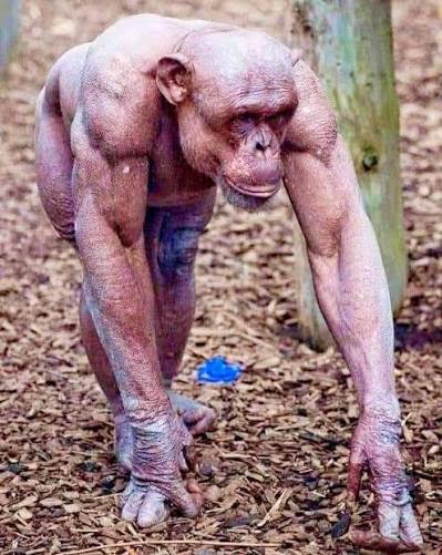 CHIMP