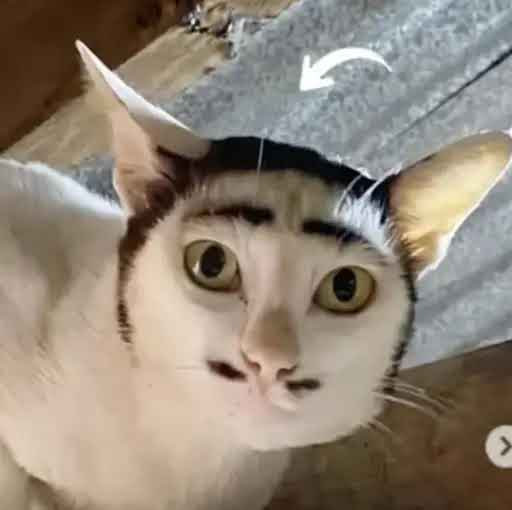 MrWhisker