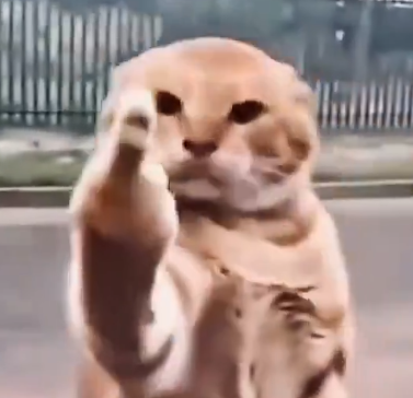 mfcat