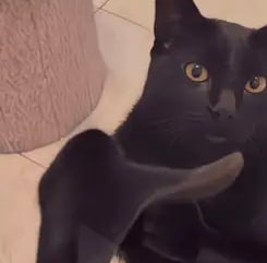 CLAPCAT