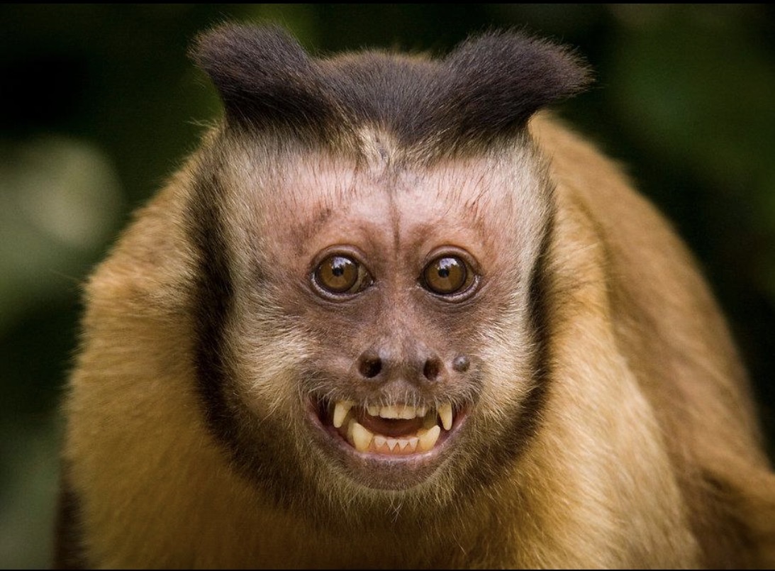 Capuchin