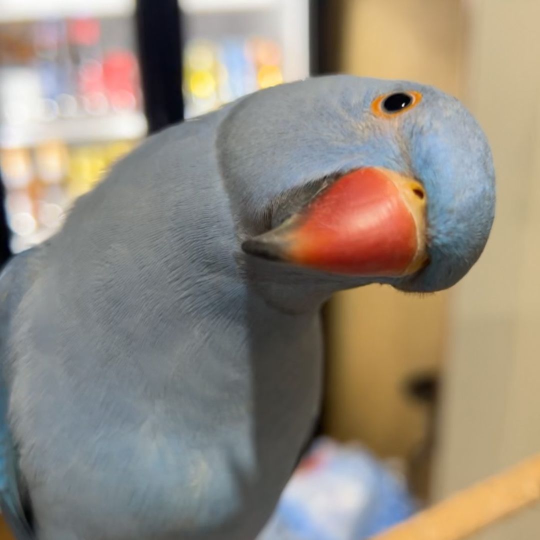 BlueRio