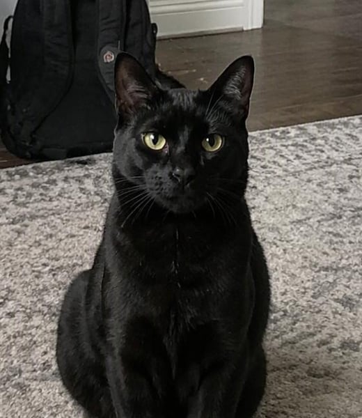 Ollie