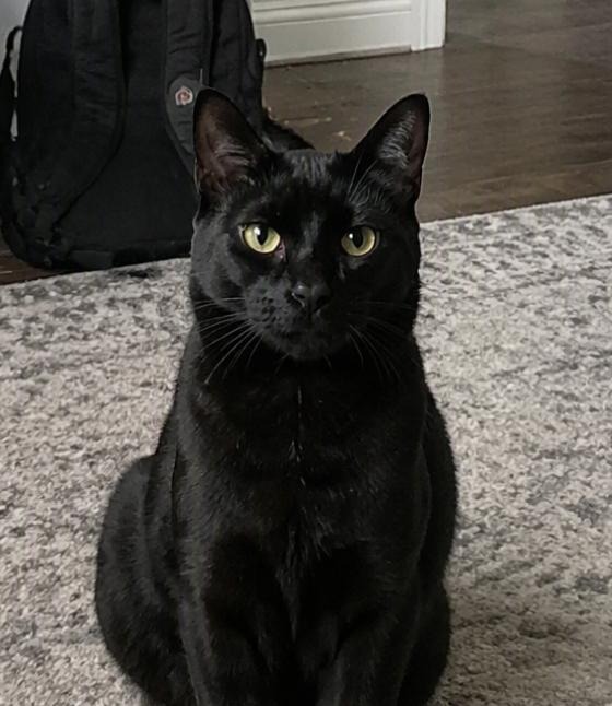 Ollie