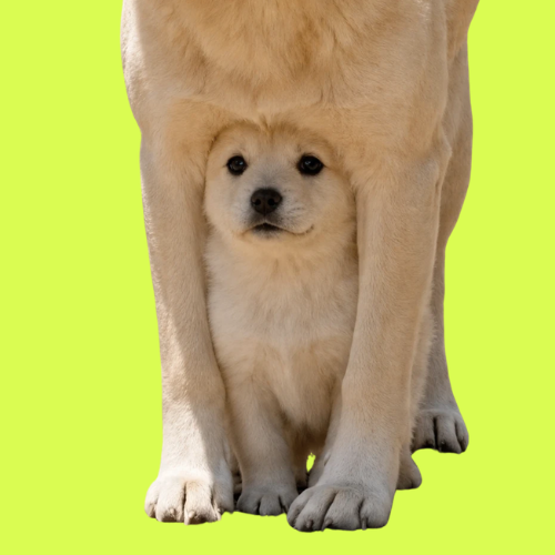 UNDERDOG