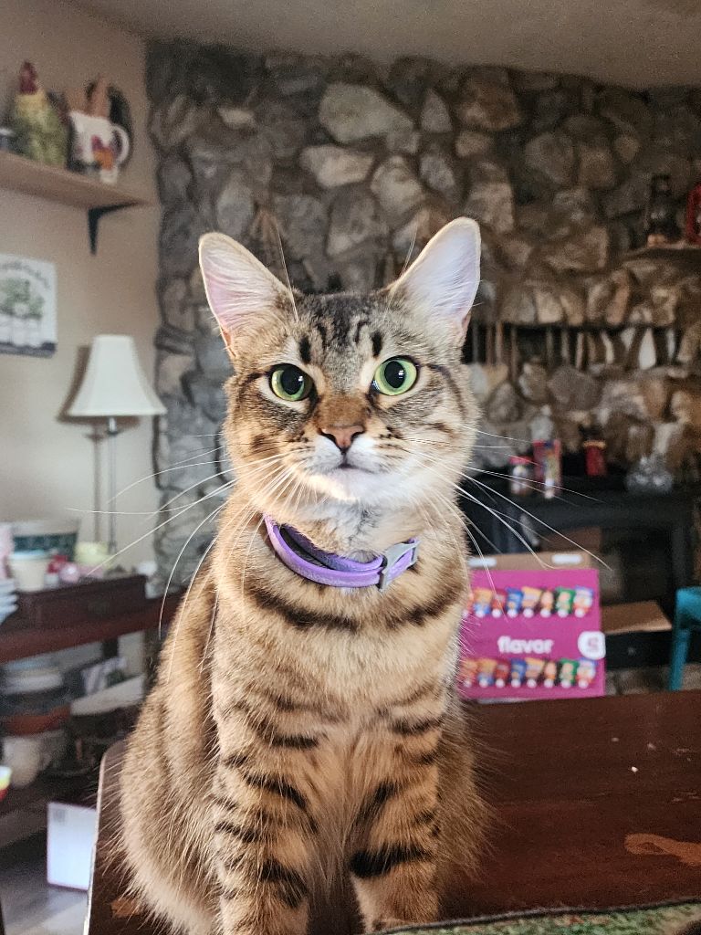 meowmeow