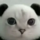 Pandacat