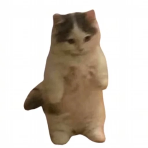 KITTY