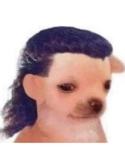 Perrito