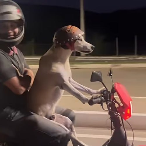 DogRider