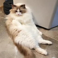 咪喵