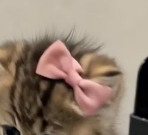 PINKBOW