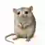 CASHRAT