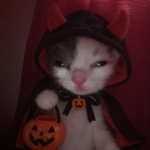 HalloCat