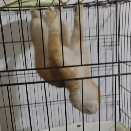 holdcat