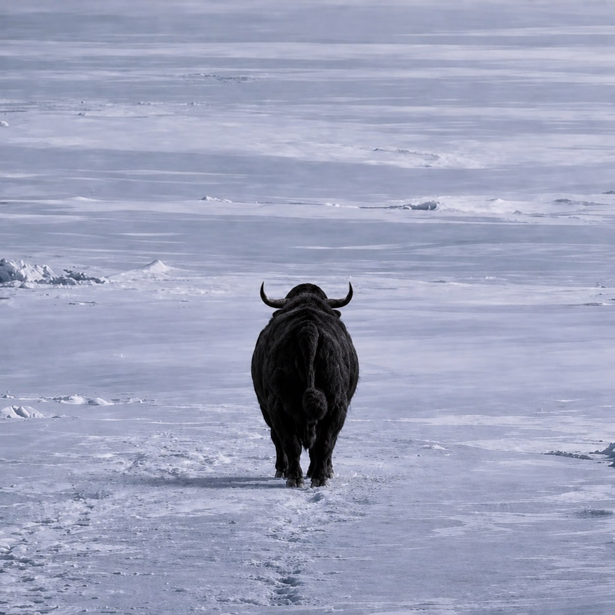 BULL