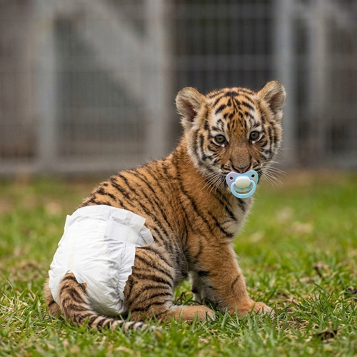 BABYALTAI
