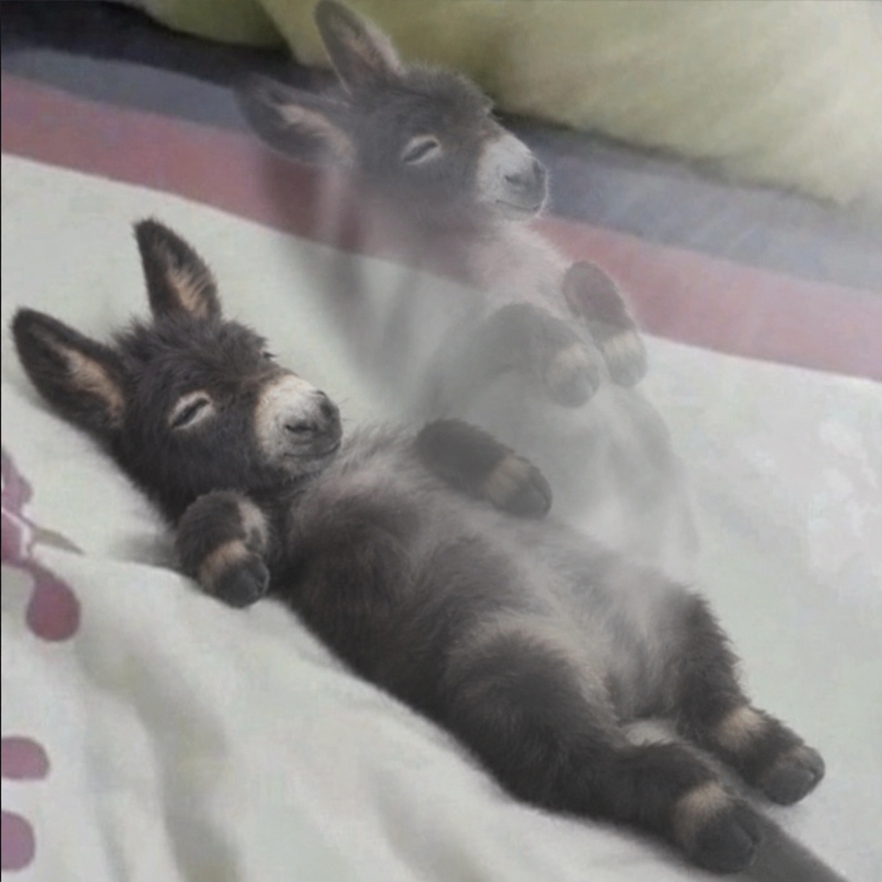 AuraHeeHaw