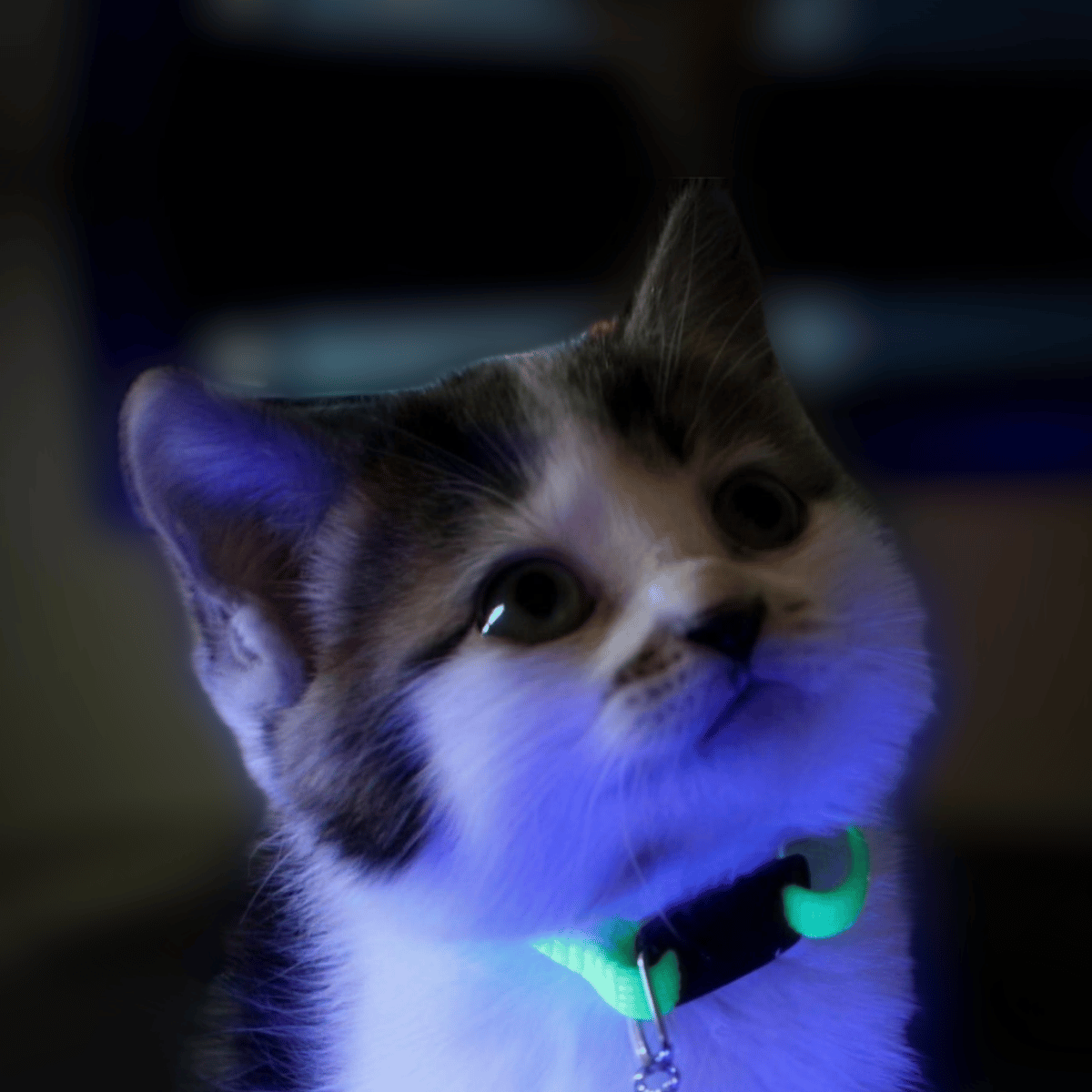 MAU