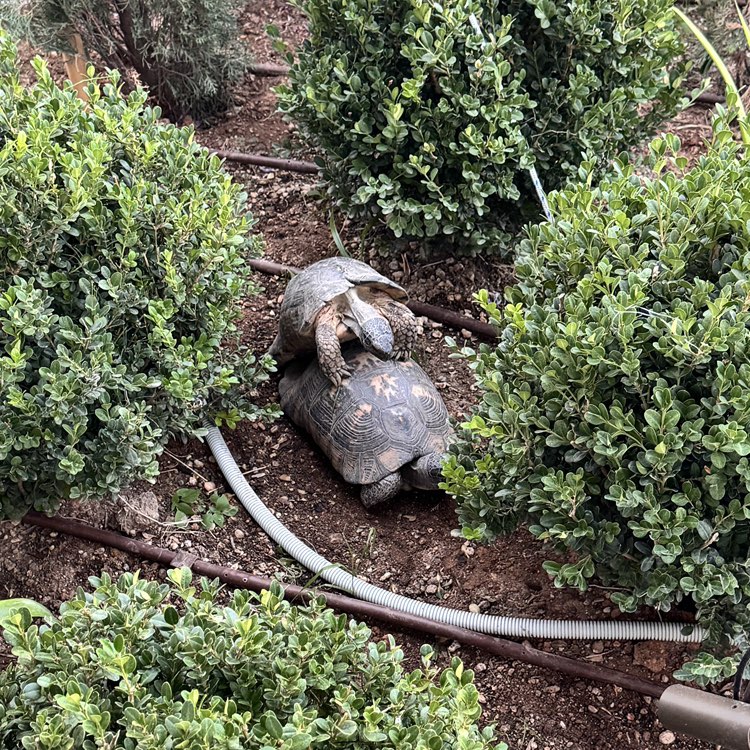 TORTOISE
