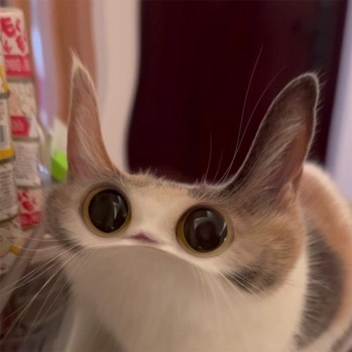 Meepcat