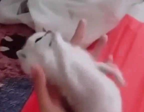 67cat