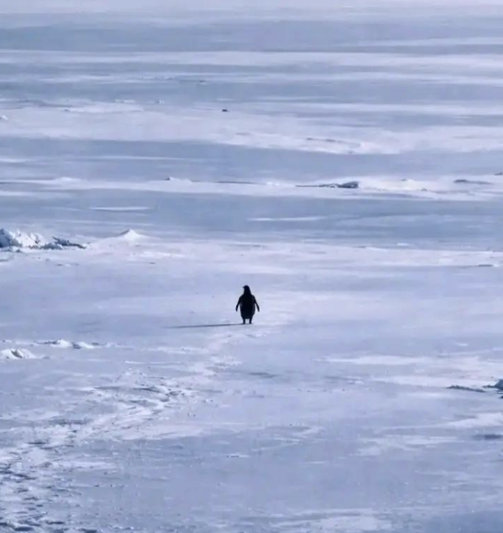 PENGUIN