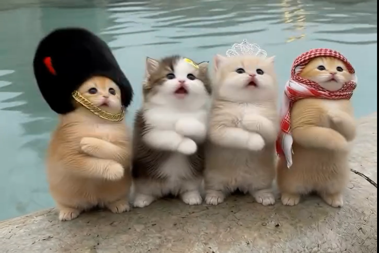 MEOW