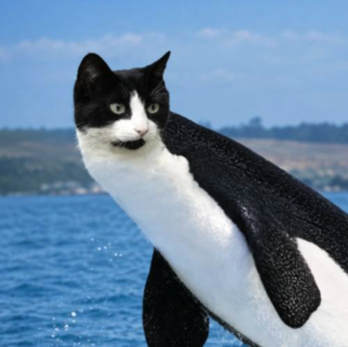 ORCAT